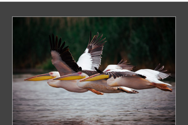 mfvsz-25-udv-pano-3512312CE6-3D9A-2BEA-4907-BB75F9F69283.png