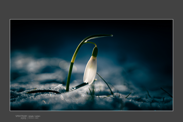 ll-lampas-lantern142D9FCF-6533-8E2C-C345-F07BE83D7800.png